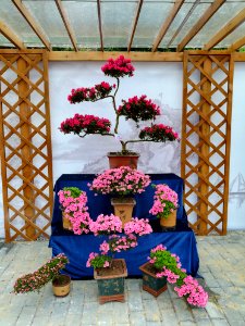 Rhododendron in Mount Wutong of Shenzhen, picture5