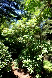 Rhododendron decorum - VanDusen Botanical Garden - Vancouver, BC - DSC07285