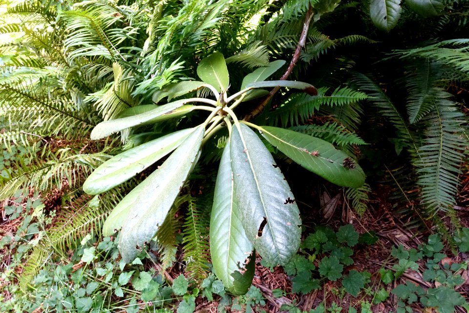 Rhododendron hodgsonii - UBC Botanical Garden - Vancouver, Canada - DSC07961