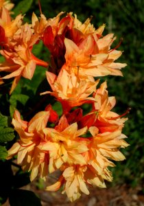 Rhododendron (unknown azalea) - Stanley M. Rowe Arboretum - DSC03494