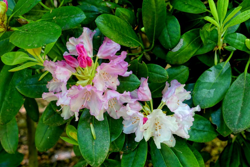 Rhododendron 'Silberwolke' - Savill Garden - Windsor Great Park, England - DSC06092