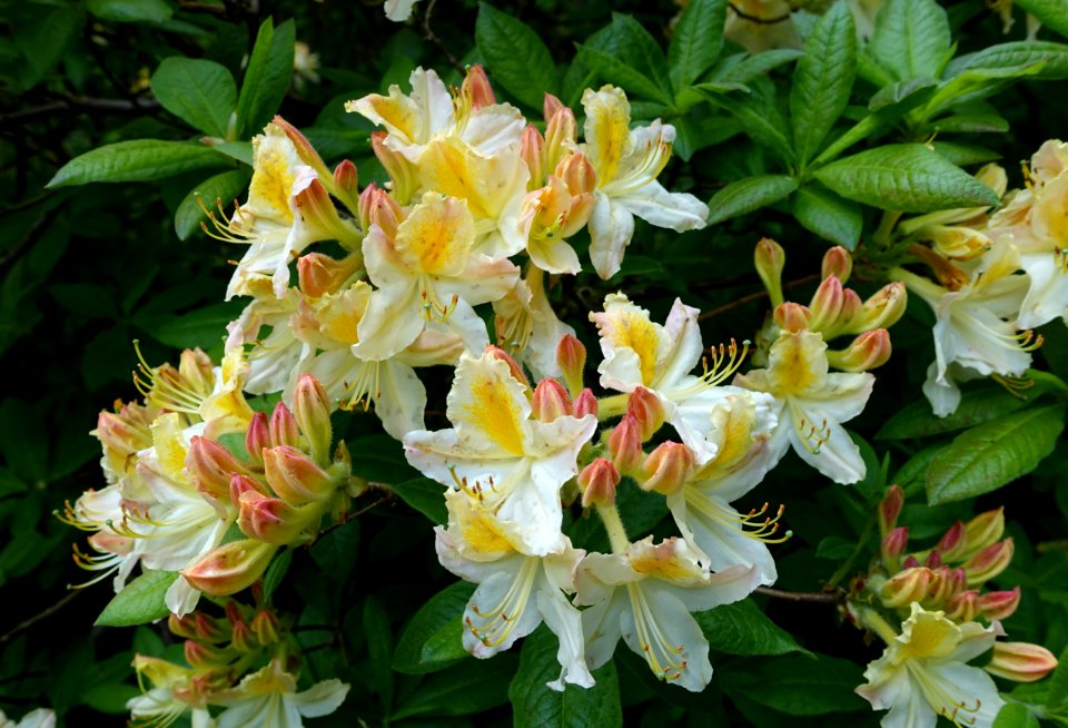 Rhododendron - Glendurgan Garden - Cornwall, England - DSC01781