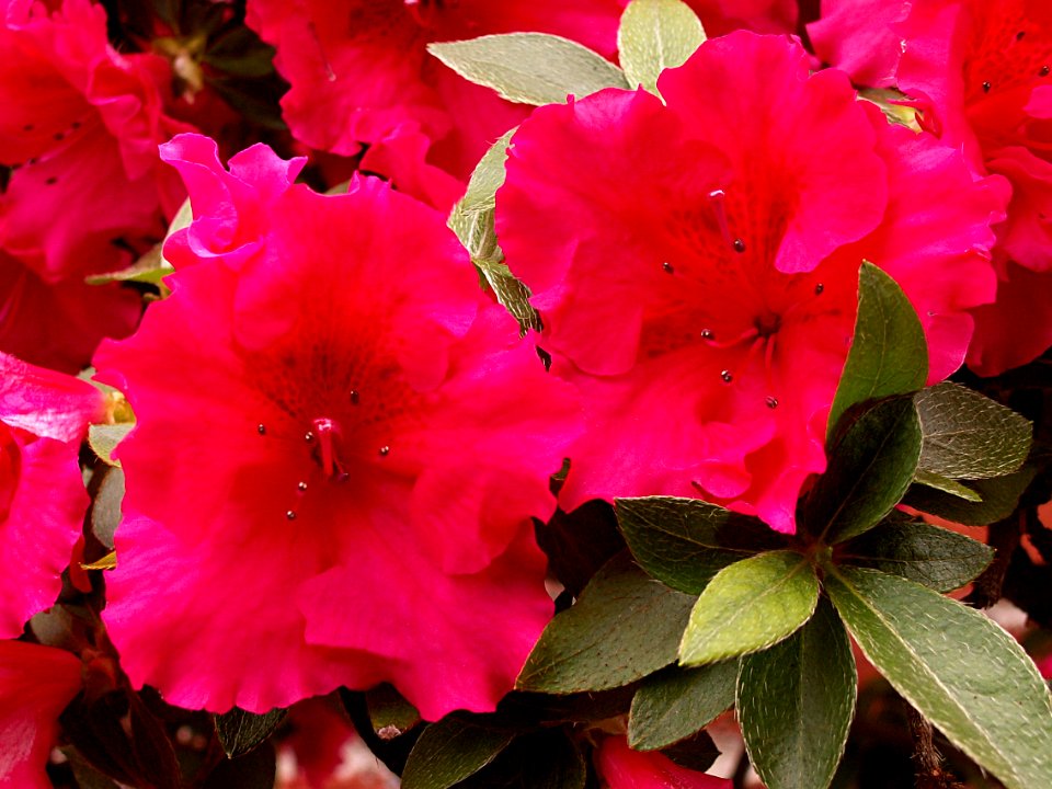 Rhododendron “Southern Indica,” bonsai, 2015-03-13, Phipps Conservatory, 02