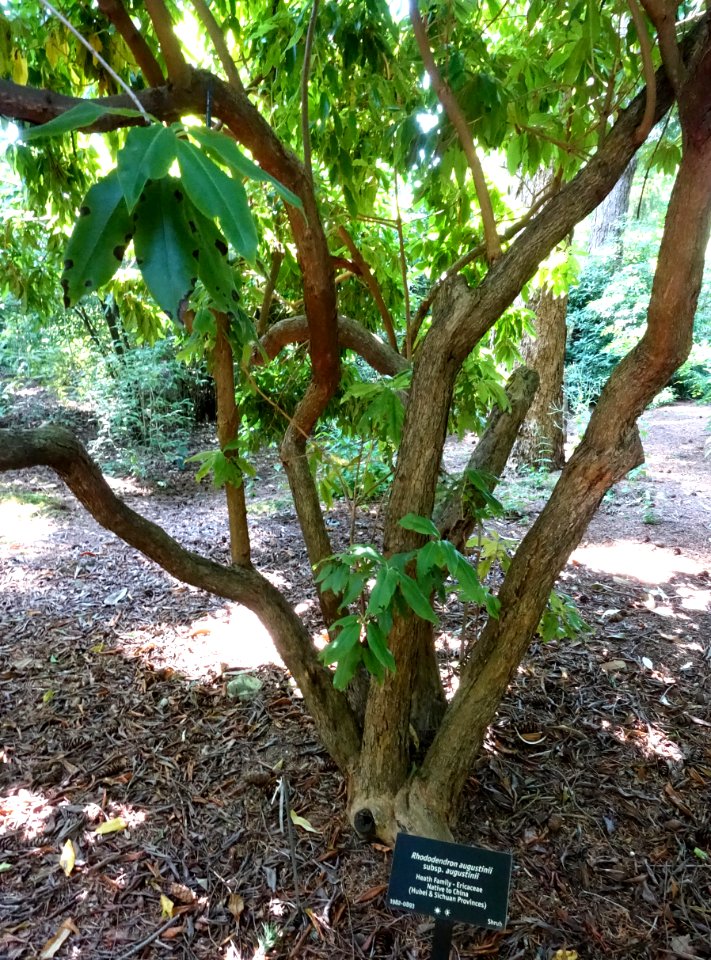 Rhododendron augustinii - VanDusen Botanical Garden - Vancouver, BC - DSC06901