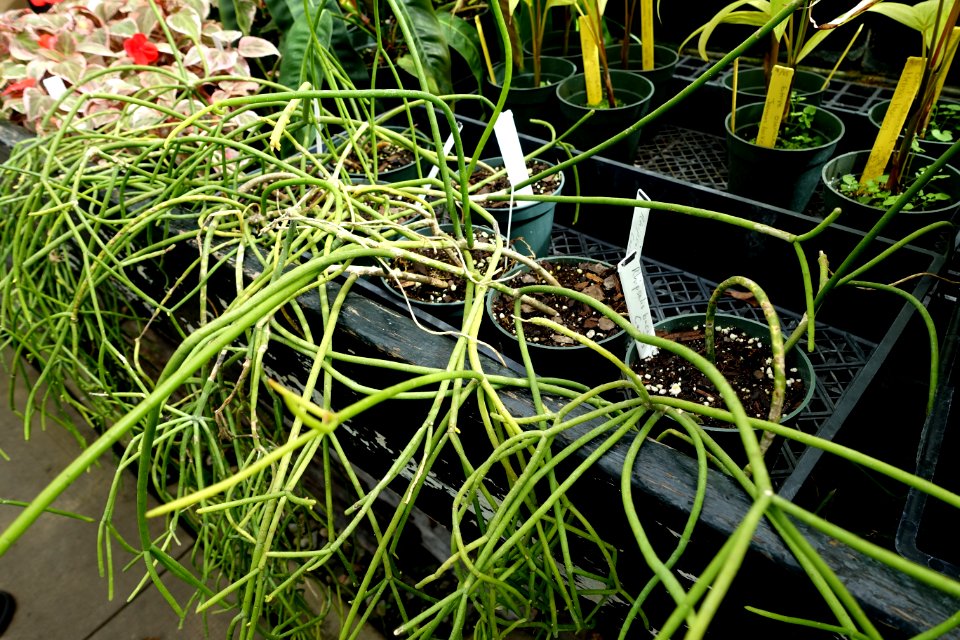 Rhipsalis baccifera - Lyman Plant House, Smith College - DSC01941