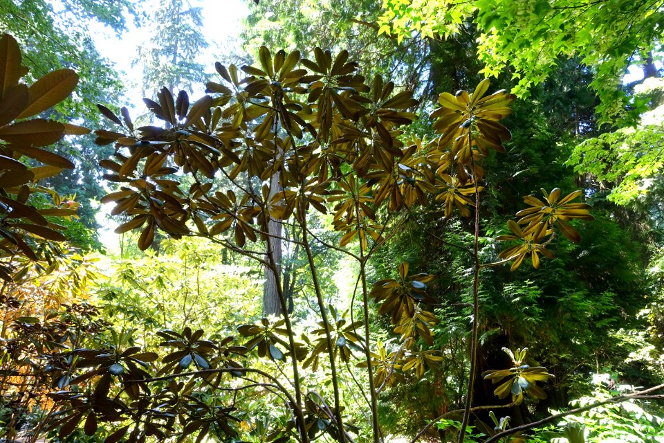 Rhododendron hodgsonii - UBC Botanical Garden - Vancouver, Canada - DSC07955