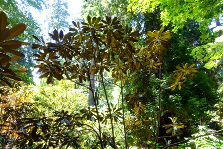 Rhododendron hodgsonii - UBC Botanical Garden - Vancouver, Canada - DSC07955