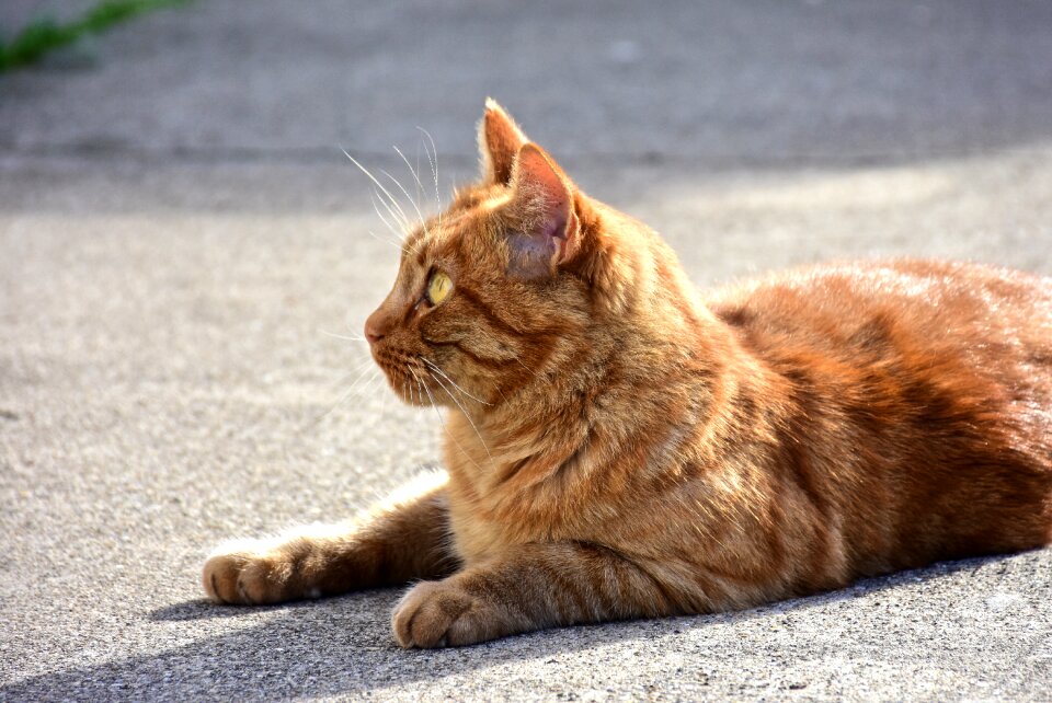 Animals portrait of cat gatta photo