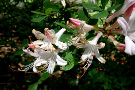 Rhododendron atlanticum 'Choptank River Strain' - Arnold Arboretum - DSC06703