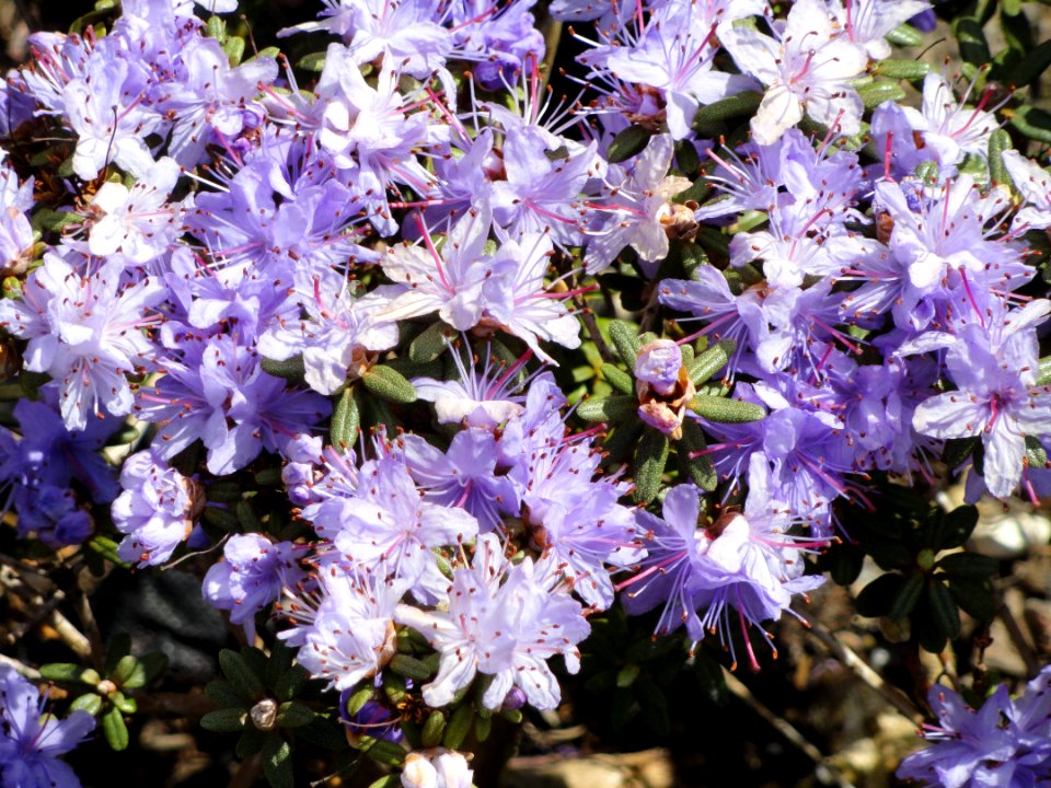 Rhododendron impeditum - University of Copenhagen Botanical Garden - DSC07498