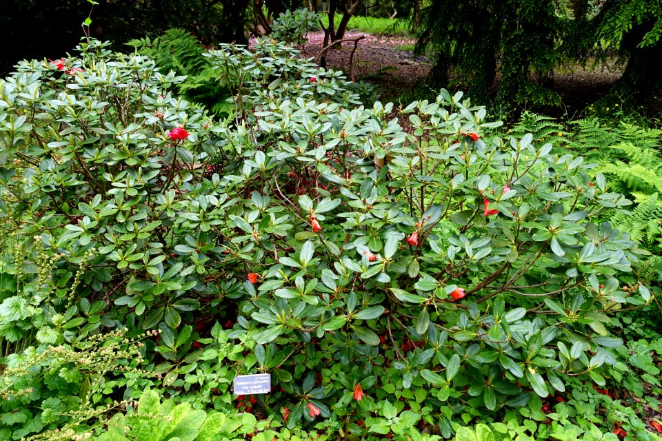 Rhododendron dichroanthum subsp. apodectum - RHS Garden Harlow Carr - North Yorkshire, England - DSC01139
