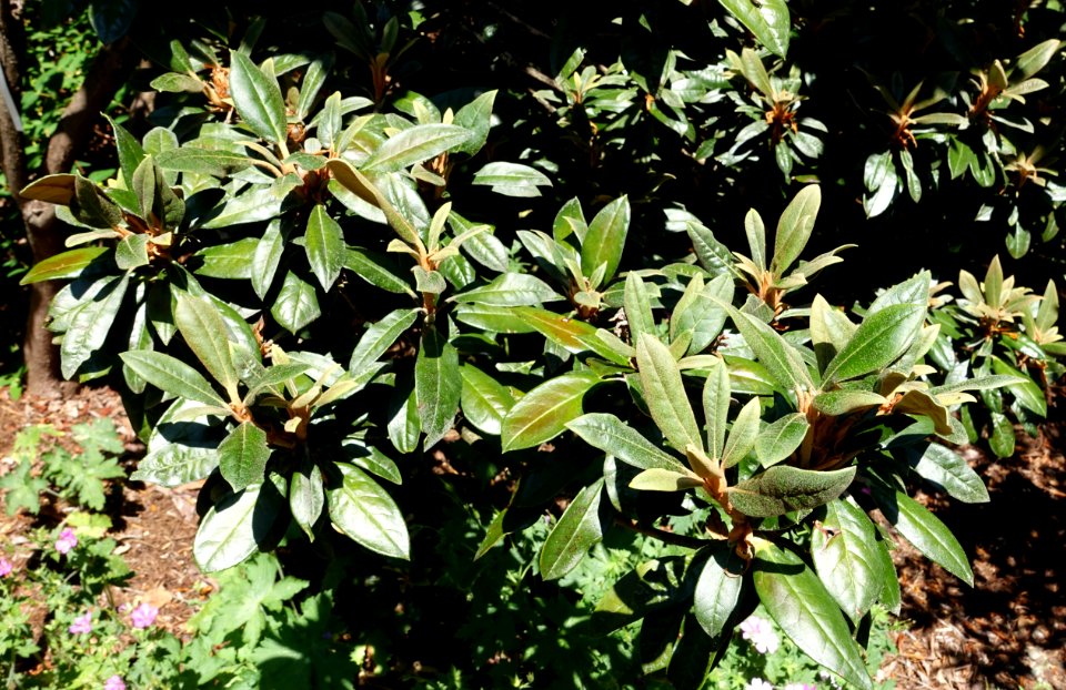 Rhododendron adenogynum - VanDusen Botanical Garden - Vancouver, BC - DSC07305