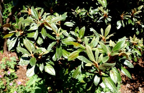 Rhododendron adenogynum - VanDusen Botanical Garden - Vancouver, BC - DSC07305