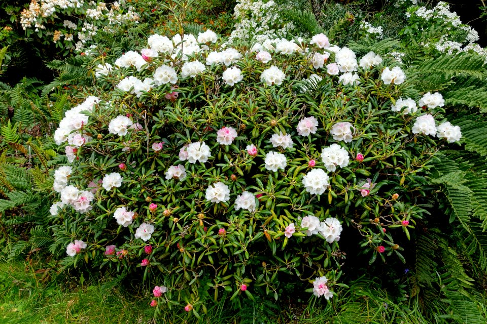 Rhododendron - Trewidden Garden - Cornwall, England - DSC02360