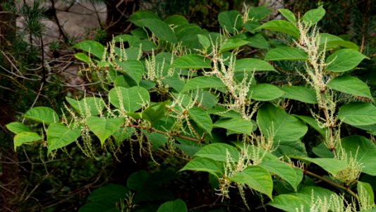 Reynoutria japonica in Brastad 5