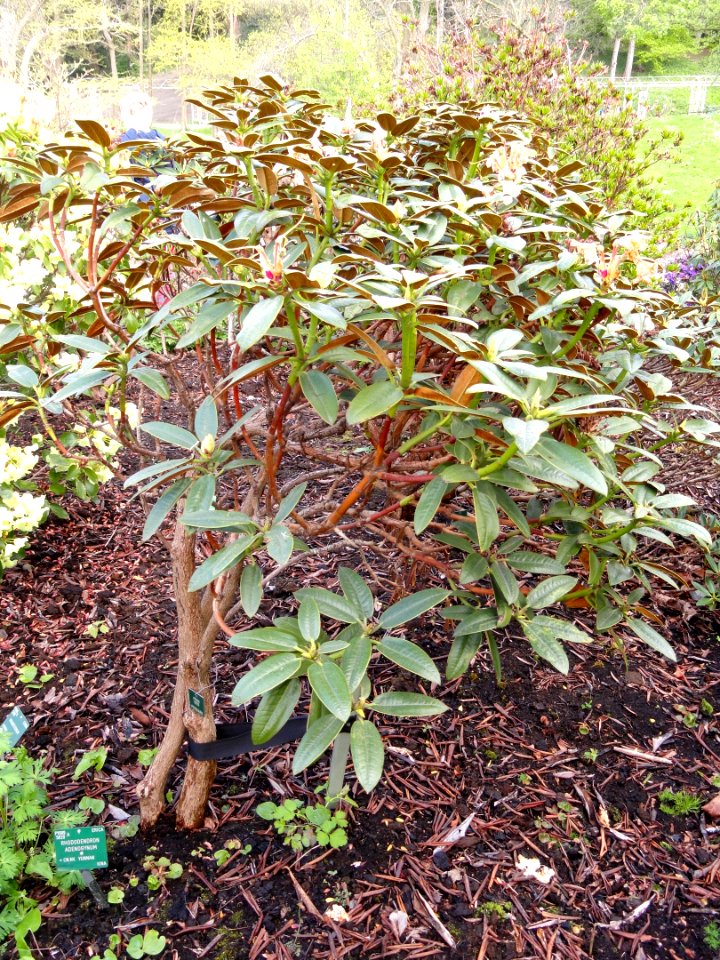 Rhododendron adenogynum - University of Copenhagen Botanical Garden - DSC07542