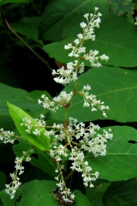 Reynoutria japonica. 2020-08-30, Seldom Seen, 04