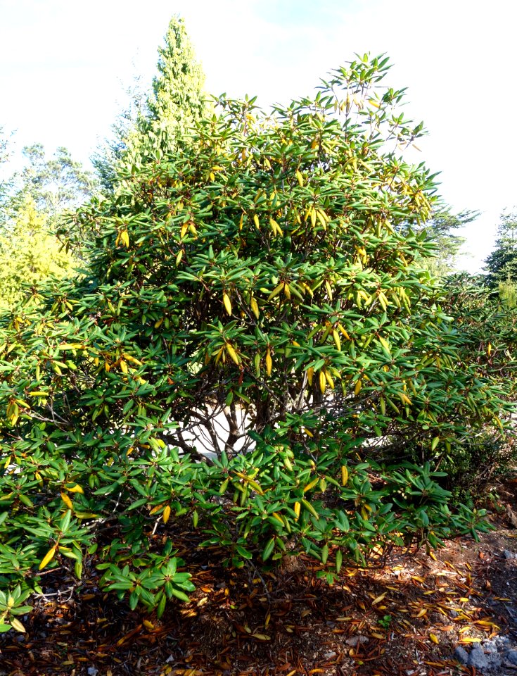 Rhododendron aberconwayi - Mendocino Coast Botanical Gardens - DSC02065