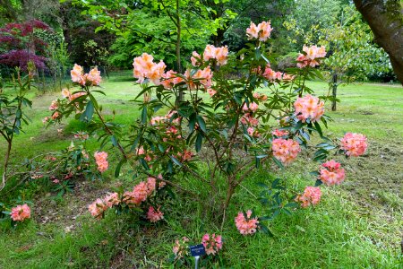 Rhododendron 'Olga' - Hillier Gardens - Romsey, Hampshire, England - DSC04627