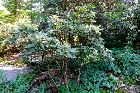 Rhododendron adenosum (Rhododendron kuluense) - VanDusen Botanical Garden - Vancouver, BC - DSC07184