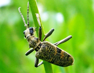 Rhagium-mordax-01-fws