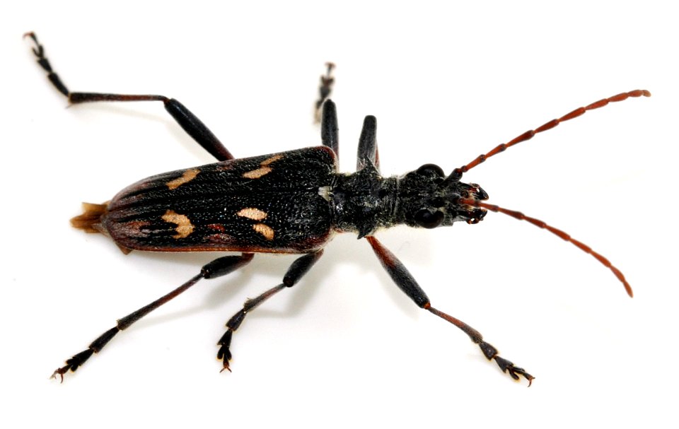 Rhagium-bifasciatum-08-fws