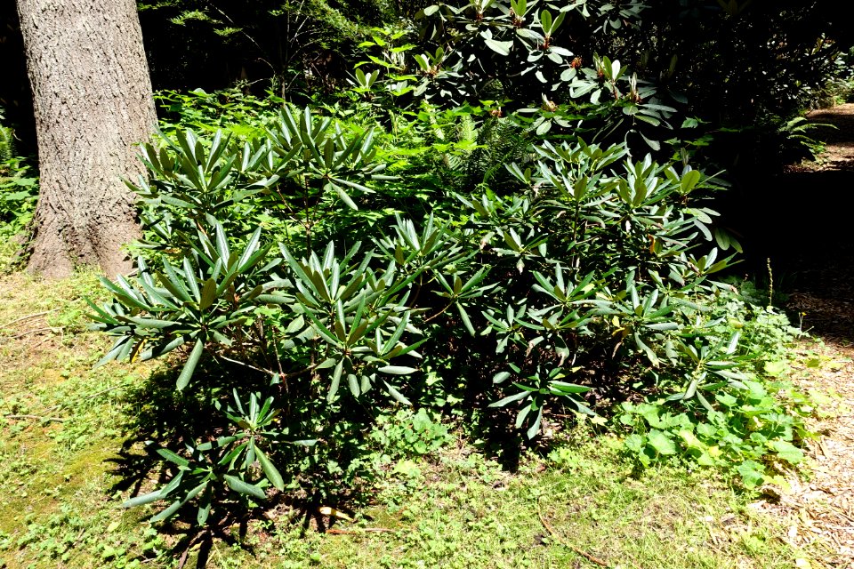 Rhododendron beesianum - UBC Botanical Garden - Vancouver, Canada - DSC08074