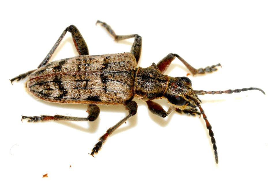 Rhagium-inquisitor-10-fws