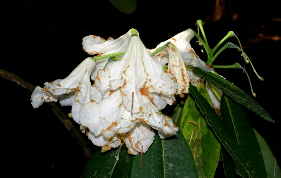 Rhododendron hemsleyanum - VanDusen Botanical Garden - Vancouver, BC - DSC07246