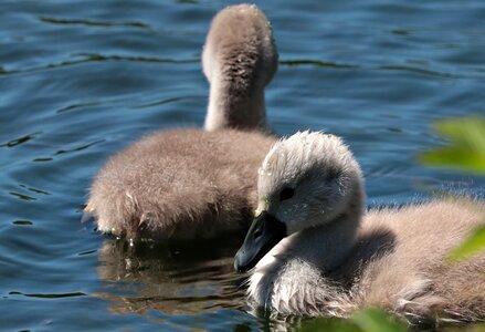 Swim lake swans