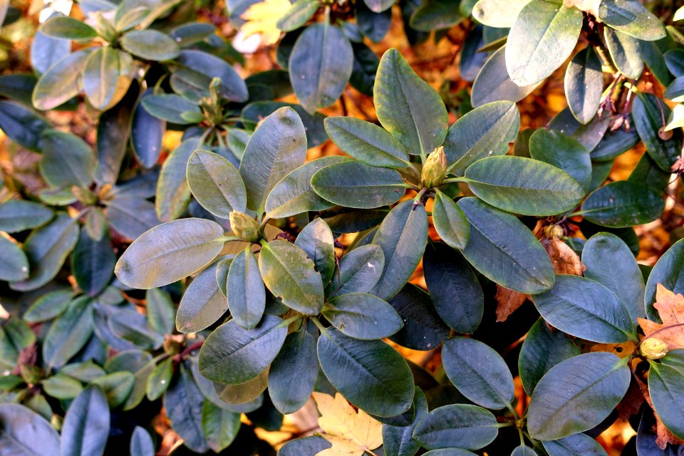 Rhododendron hippophaeoides - Botanischer Garten Braunschweig - Braunschweig, Germany - DSC04353