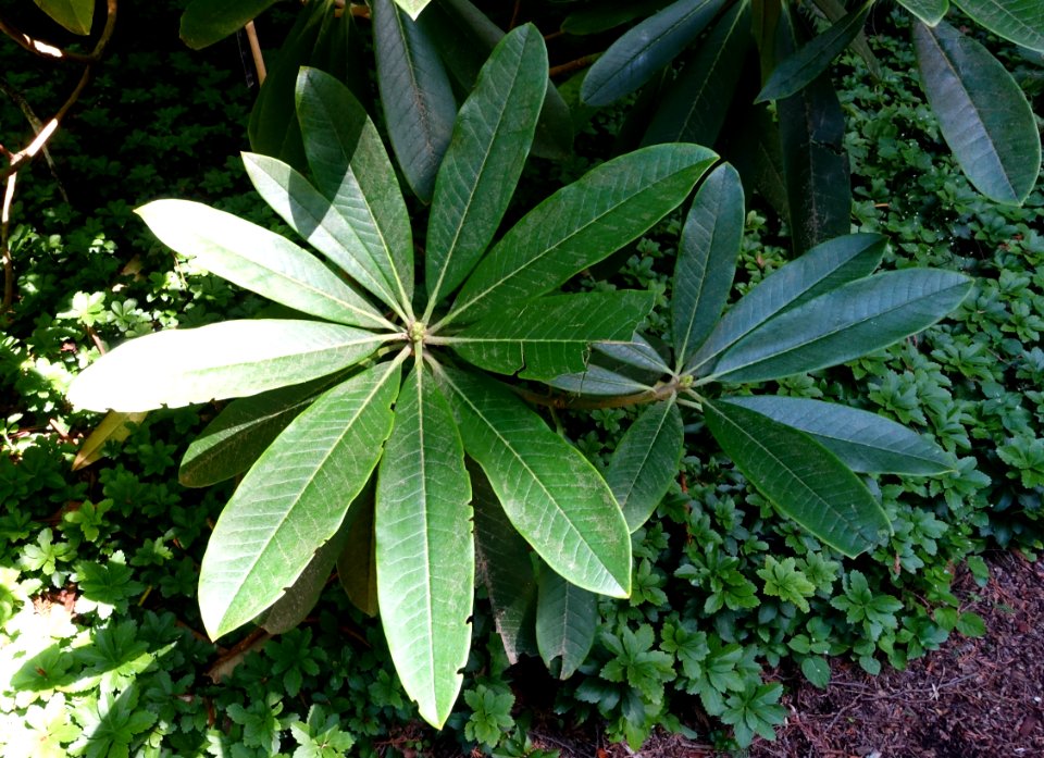Rhododendron asterochnoum - UBC Botanical Garden - Vancouver, Canada - DSC08151