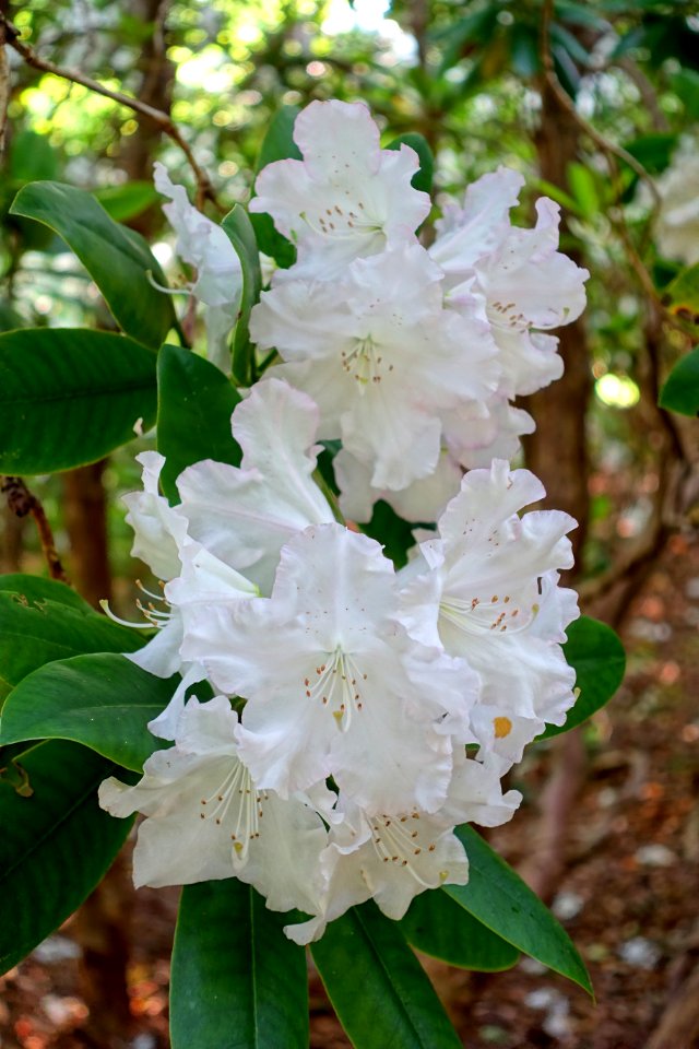 Rhododendron 'Loder's White'- Sheffield Park and Garden - East Sussex, England - DSC05624