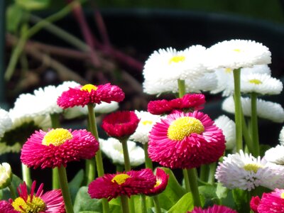 Spring summer garden