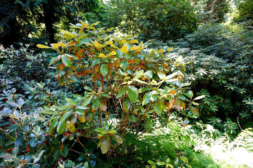 Rhododendron bureavii - UBC Botanical Garden - Vancouver, Canada - DSC08190