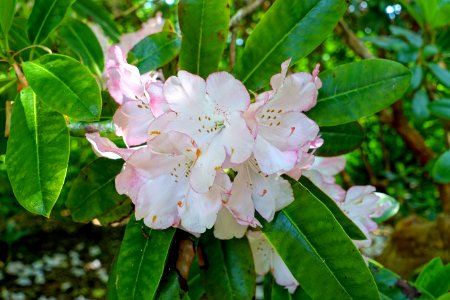 Rhododendron 'Lady Stuart of Wortley'- Sheffield Park and Garden - East Sussex, England - DSC05614