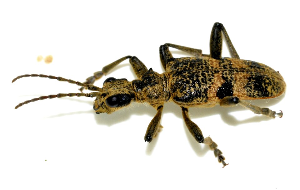 Rhagium-mordax-13-fws