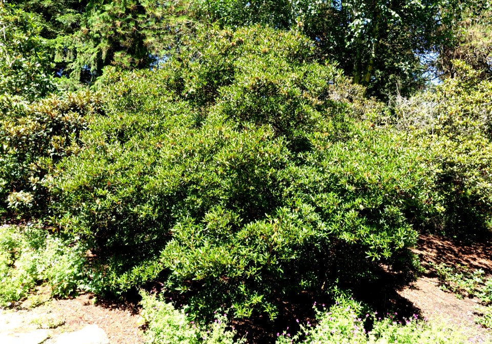 Rhododendron heliolepis - VanDusen Botanical Garden - Vancouver, BC - DSC07317
