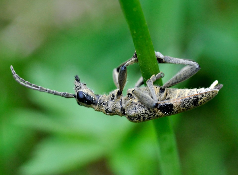 Rhagium-mordax-02-fws