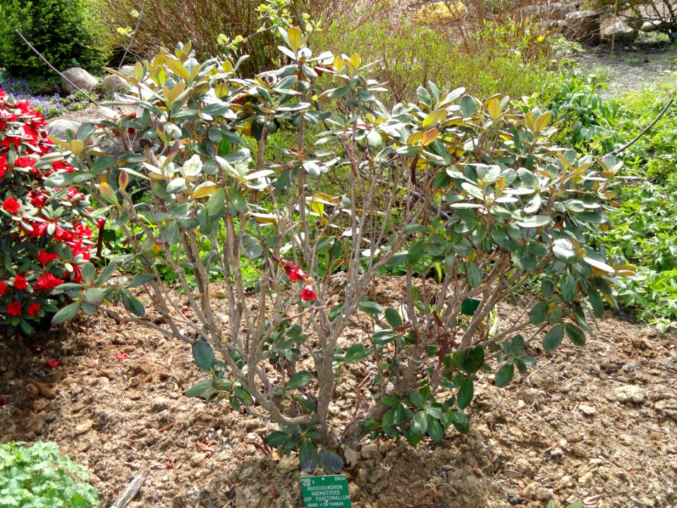 Rhododendron haematodes ssp. chaetomallum - University of Copenhagen Botanical Garden - DSC07620