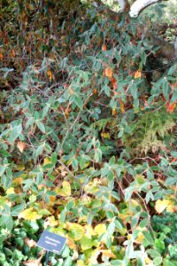 Rhododendron edgeworthii - Mendocino Coast Botanical Gardens - DSC02205