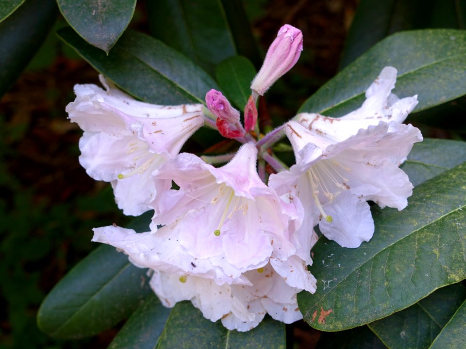 Rhododendron glanduliferum - UBC Botanical Garden - Vancouver, Canada - DSC07829
