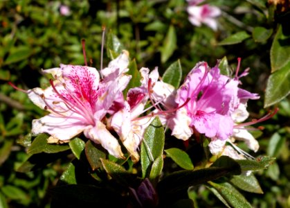 Rhododendron breviperulatum (Rhododendron rubropilosum var. breviperulatum) - Mendocino Coast Botanical Gardens - DSC02045
