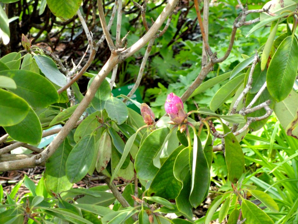 Rhododendron fortunei - University of Copenhagen Botanical Garden - DSC07564