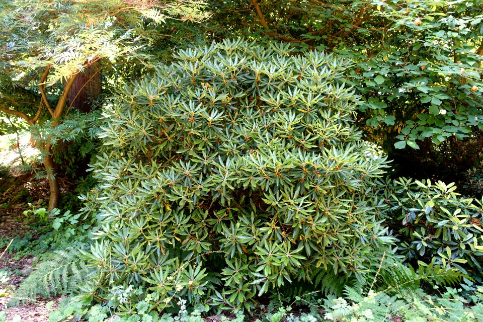 Rhododendron hyperythrum - UBC Botanical Garden - Vancouver, Canada - DSC08042