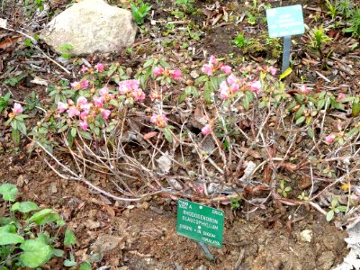 Rhododendron glaucophyllum - University of Copenhagen Botanical Garden - DSC07537