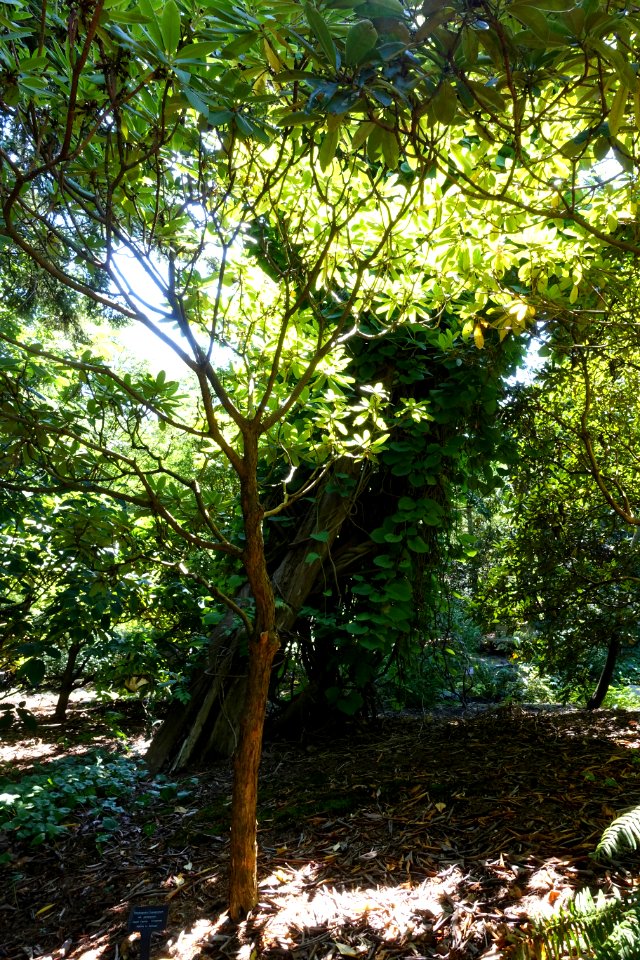 Rhododendron calophytum - VanDusen Botanical Garden - Vancouver, BC - DSC07225