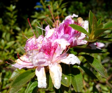 Rhododendron breviperulatum (Rhododendron rubropilosum var. breviperulatum) - Mendocino Coast Botanical Gardens - DSC02046