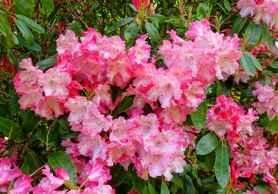 Rhododendron - Bowood - Wiltshire, England - DSC00377
