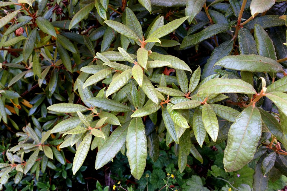 Rhododendron coeloneurum - UBC Botanical Garden - Vancouver, Canada - DSC07757